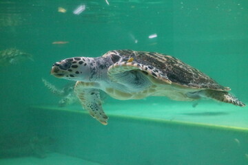Korea, Busan, Haeundae, Aquarium