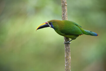 Emerald toucanet perches on branch in forest