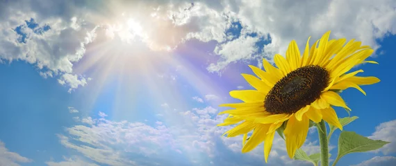 Foto op Aluminium Beautiful sunflower sunshine message background - large yellow sunflower head on right with a blue sky cloudy background and sun burst above with copy space  © Nikki Zalewski