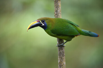 Emerald toucanet perches on branch in forest