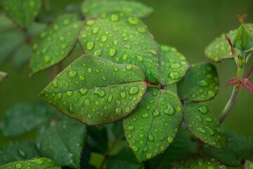 Dew on rose leaves