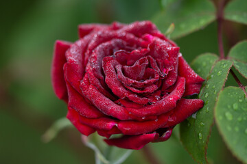 red  morning rose in the garden, Romania