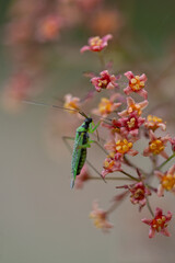 a green goose on a small plant