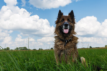 German shepherd dog. The dog sitting in green grass against a blue sky with clouds.