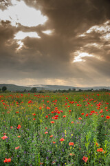 Obraz premium Field with poppies in Cristur, sunrise and fog, Sieu, Bistrita, Romania, 2020