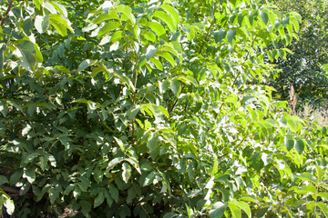 green leaves background