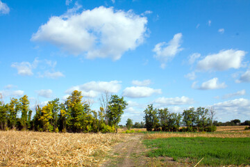 landscape with a field and sky