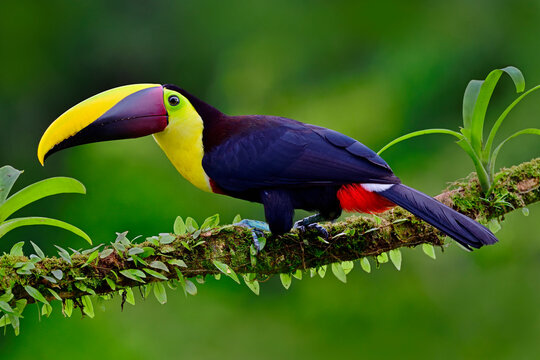 A Black-mandibled Toucan perches in a garden in Central America
