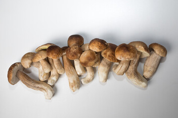 Freshly picked porcini mushrooms. Boletus with a brown hat.
