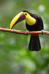 Yellow-throated toucan perches on branch