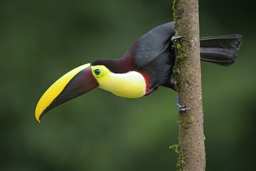 Yellow-throated toucan perches on branch