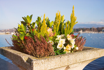 Flowerpot with flowers on the background of Lake Geneva