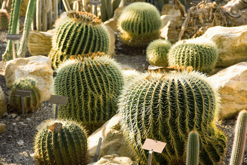Different cacti in the botanical garden