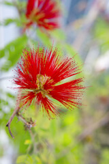 Exotic red flower on a blurry background