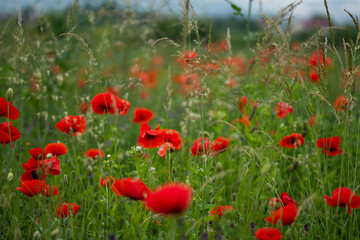 Field with poppies in Cristur, sunrise
  and fog, Sieu, Bistrita, Romania, 2020