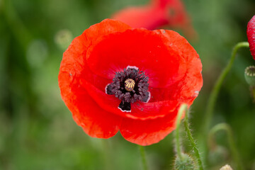  poppies in Cristur,  Bistrita, Romania, 2020