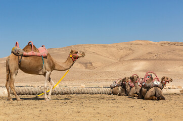 Domesticated camels in the desert are waiting for tourists on a hot sunny day