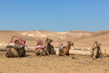 Domesticated camels in the desert are waiting for tourists on a hot sunny day