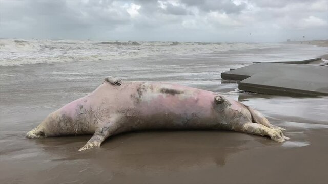 Large dead grey seal washed ashore on the Netherlands coast near The Hague after a storm