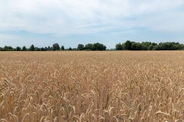 Wheat field under the clear sky