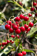 On a tree branch hanging, ripe red berries cherry.
