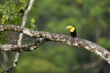 Keel-billed Toucan perches on tree