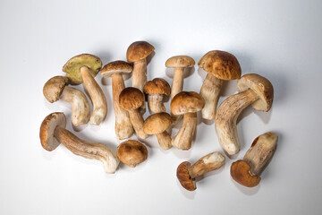Freshly picked porcini mushrooms. Boletus with a brown hat.