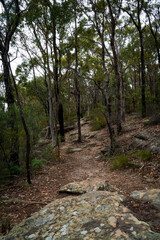 Path through the bush