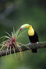 Keel-billed Toucan perches on bromelia branch