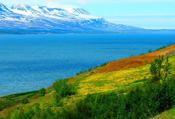 Beautiful landscape near Akureyri, Iceland. Snow mountains, blue sea water, green fields with yellow flowers dandelions. Idyllic peaceful nature. Northern beauty. Eyja fjord.