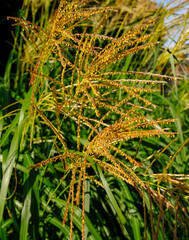 Ziergräser in verschiedenen Farben im Garten