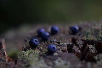 Obraz na płótnie Canvas fresh blueberries on the old forest stump