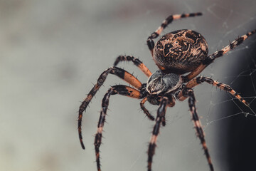 spider on a web
