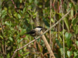 willow tit (Poecile montanus)