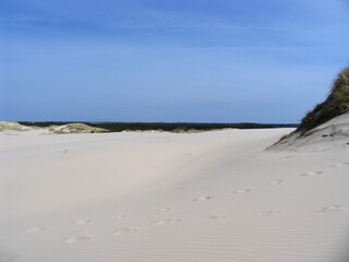 Wanderdüne (Råbjerg Mile) an der Nordspitze Jüdlands  in Norddänemark. Jüdland, Dänemark, Europa  
Shifting dune (Råbjerg Mile) on the northern tip of Jutland in Fano Denmark. Jutland, Denmark, Europe