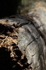 old wood texture
