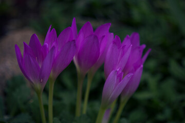 purple garden flowers close up