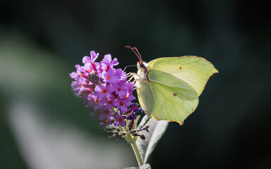 Schmetterling Zitronenfalter