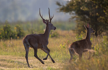 Red deer and hind running on meadow