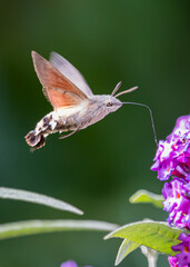 Schmetterling Taubenschwänzchen Makro
