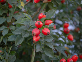 Rosehip fruit on a stalk on a natural background with a bokeh effect.