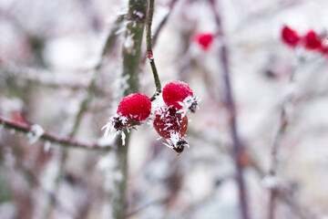 Red juicy berries in snow, frost, snowflakes, frost, branches, nature in winter