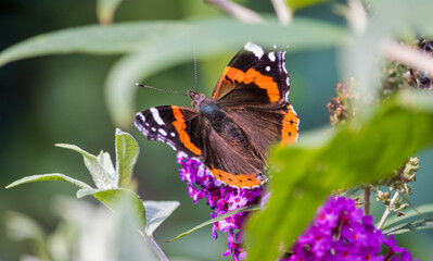 Schmetterling Admiral Flügel orange schwarz 