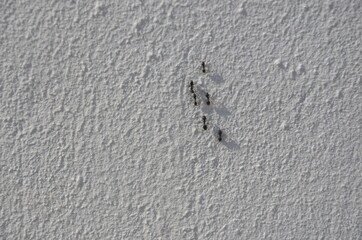 Black garden ants and their shadows climbing the top of the rough white wall.