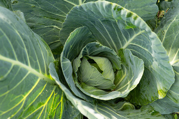 Obraz premium cabbage in the garden
