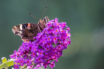 Admiral Schmetterling Makro