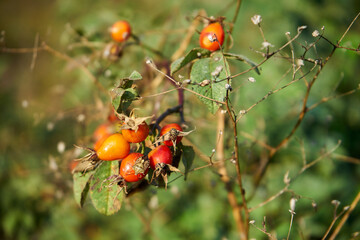 róża, owoc,Rosa canina,dzika róża © Marcin Łazarczyk