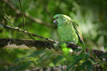 Yellow-naped amazon parrot perched on tree