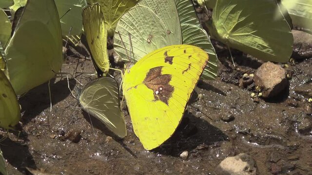 A swarm of butterflies feed on the mineral rich soil of the jungle floor.
