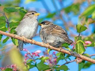 Sparrow sitting on the twig of a bush